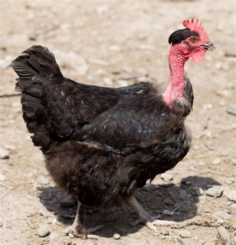 featherless chicken breed|Naked Neck Chicken Breed Guide: Eggs,。